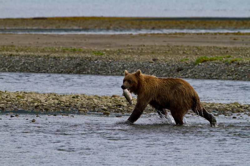 Grizzly Bear With Salmon